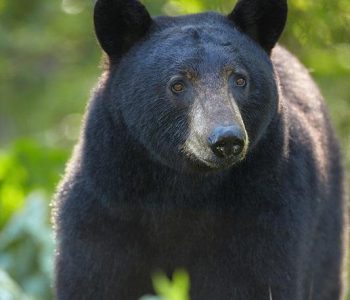 Black Bear Information